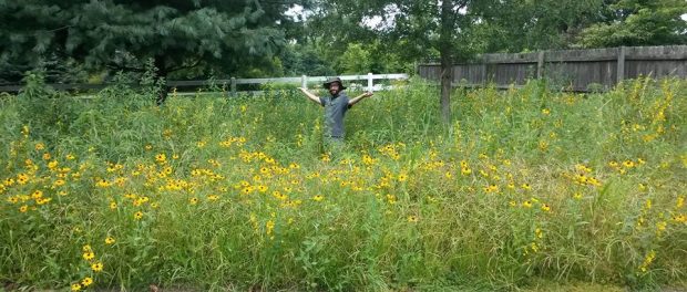 wildflower meadow Kentucky Organics