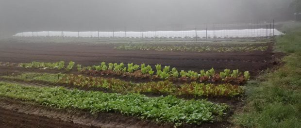 476677_321295734614810_520699169_o small organic farm