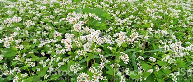 buckwheat Buckwheat Benefits Nature