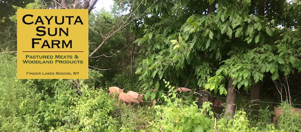 canopy pigs forest farming and permaculture design