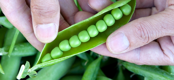 foodsafety Funding Opportunities in Agriculture