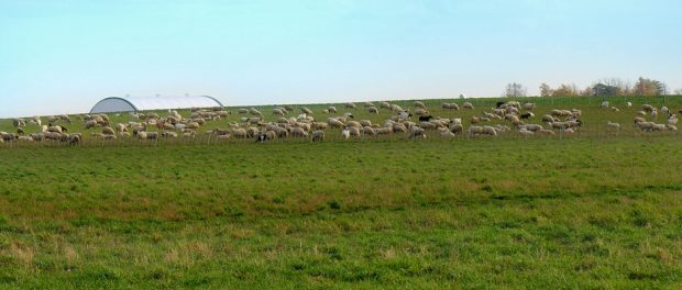 landscape_01 Grass-fed Organic Livestock Farm