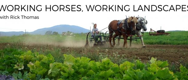 11 working horses and cattle