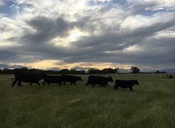 Cobblestone cattle Cobblestone Ranch