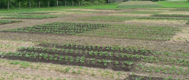 PB-landscape-NY-p7jadk reduced tillage