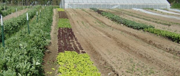 rsz_dsc01875 certified organic diversified farm