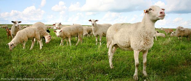 sheep_02 organic farm crew jobs