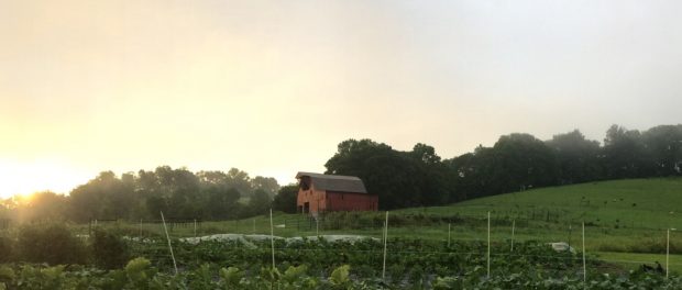 image1 farm and fiddle