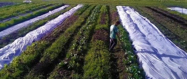 sound vegetables sound vegetables