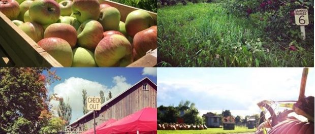 The Little Farmer Wisconsin Orchard
