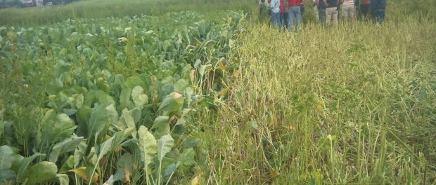 turnips-pasture-knapp farm field day